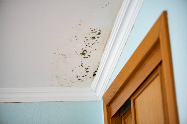 Best Toxic Mold Removal  in Rosemount, MN