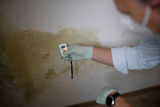 Best Residential Mold Removal  in Rosemount, MN