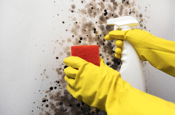 Best Crawl Space Mold Removal  in Rosemount, MN