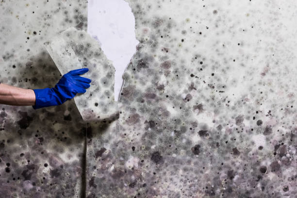 Best Mold Damage Repair  in Rosemount, MN